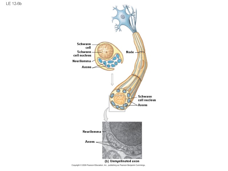 LE 12-6b Schwann cell Axons Neurilemma Unmyelinated axon Schwann cell nucleus Axons Schwann cell